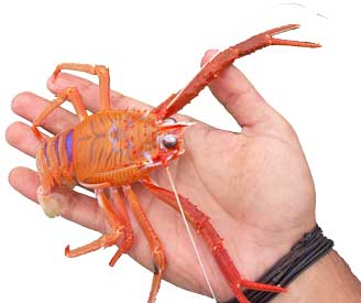 A photograph of live Chilean langostino lobster