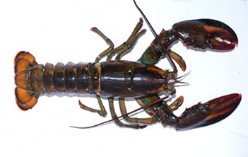 A photograph of a live Maine lobster